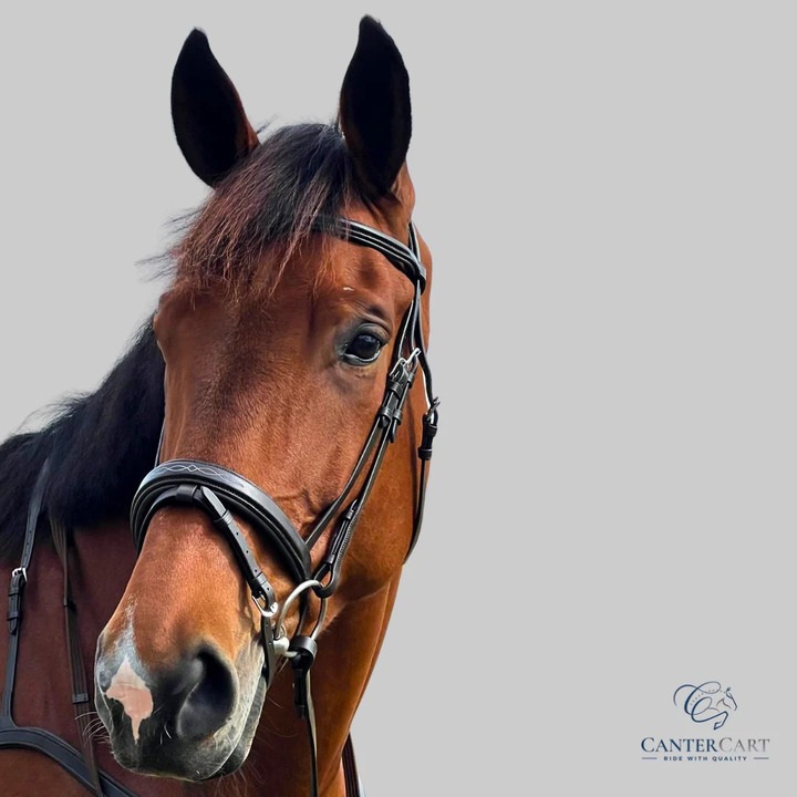 Premium Brown English Bridle Collection CanterCart
