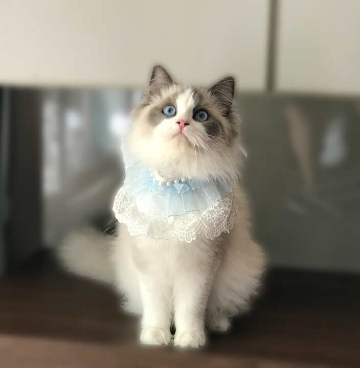 Cute Cat Bandanas for Photoshoots, Parties and Special Occasion