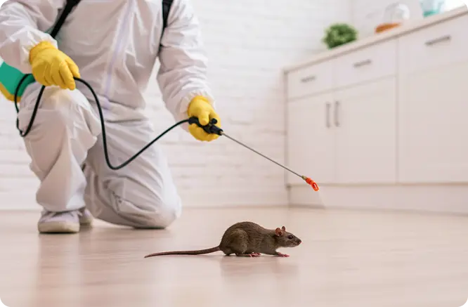 Rodent Trapping Services: Stop the Noise, Damage and Mess Goods