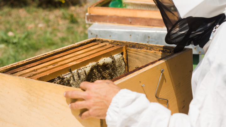 Eco-Friendly Bee Removal Options Available in Katy, TX