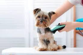 Benefits of Professional Grooming vs Home Grooming for Pets