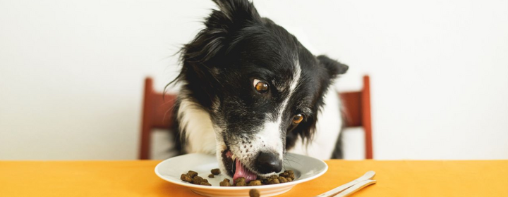 Simple Tips from an Animal Nutritionist in East York for Health