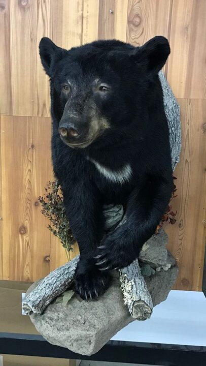 Half Bear Taxidermy: A Unique Blend of Art and Nature
