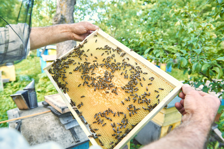 The Hidden Dangers of Ignoring a Beehive Near Your Home