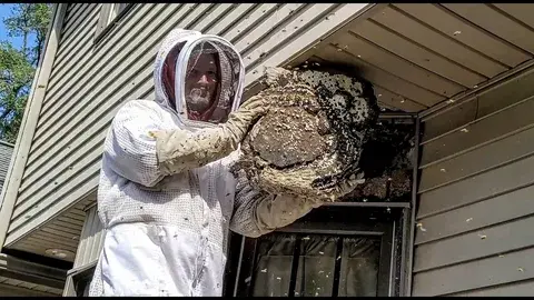 A Practical Guide to Managing Wasp Problems Safely