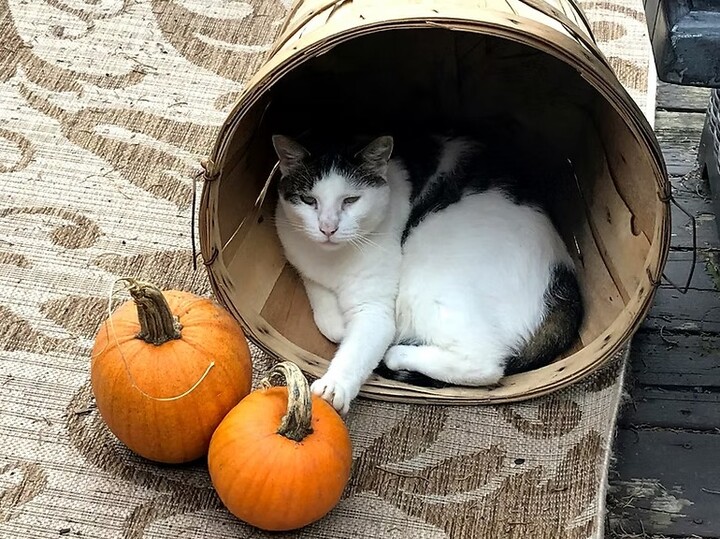 How Fiber-Rich Foods Like Pumpkin Affect a Cat’s Digestive Syst