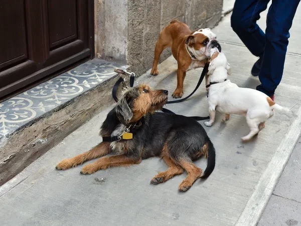 The Benefits of Hiring a Pet Sitter Near Me for Senior Pets