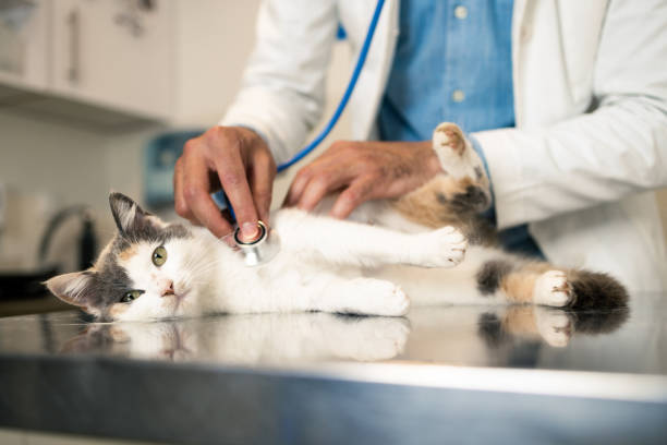 FeLV Diagnosis: What Every Cat Owner Should Know About Life Exp