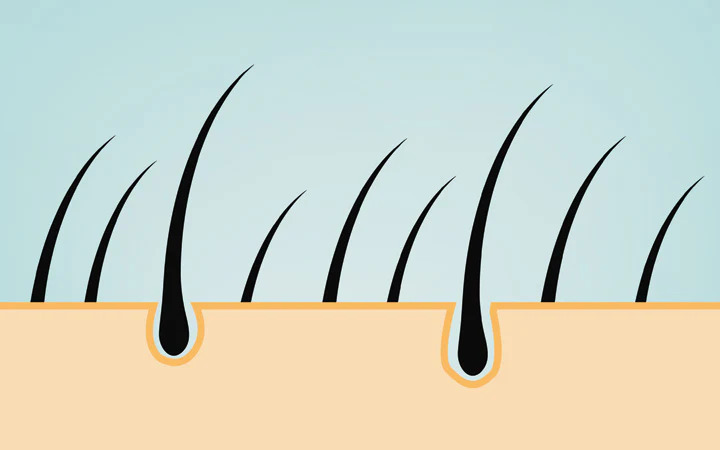 Understanding Hair Structure and Growth Cycle