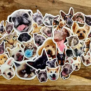 Custom Pet Stickers: Easy Guide and Design Tips