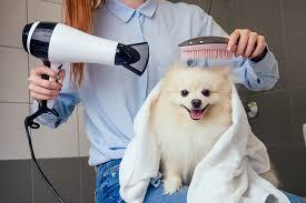 How Your Dog’s Lifestyle Affects Grooming Frequency and Routine