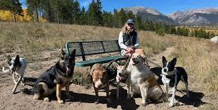 Top Rated Dog Sitting Chesterfield Pet Care Services