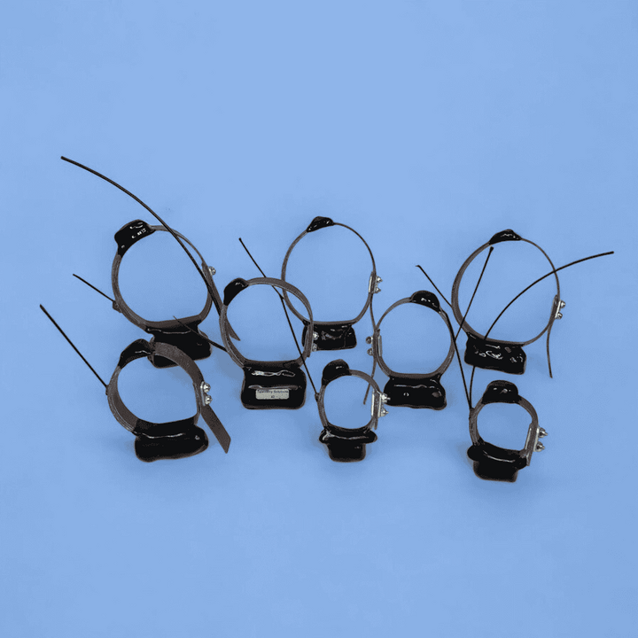 GPS Collars for Wildlife | Smart GPS Collar by Telemetry Solutio