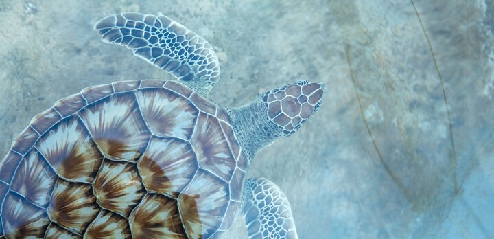 Celebrating the Women of Science at Cayman Turtle Centre - Cayma