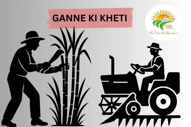 Ganne ki Kheti: खेत से मिल तक फायदे का सफ़र