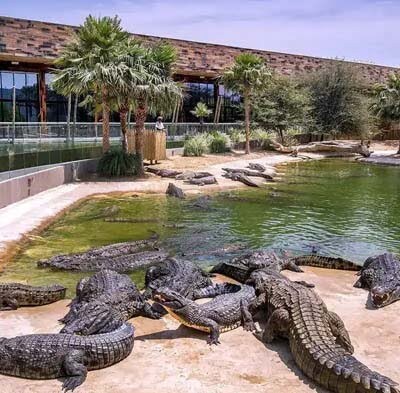 Dubai Crocodile Park Tickets | 2026 Best Price &amp; Offers