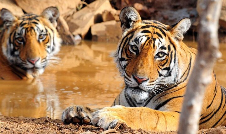 Golden Triangle Tour with Wildlife – Explore History &amp; Nature wi