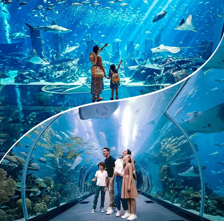 Dubai Aquarium &amp; Underwater Zoo Tickets | Experience Marine Life