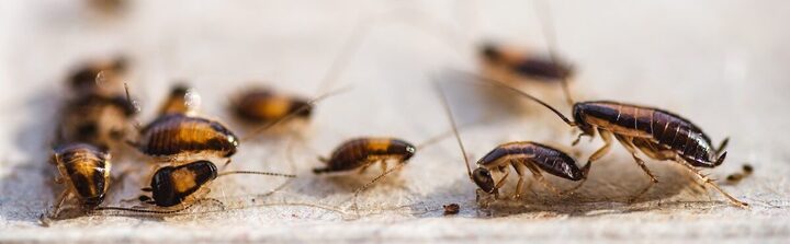 Pest Control Dubai | Cockroach Control Dubai