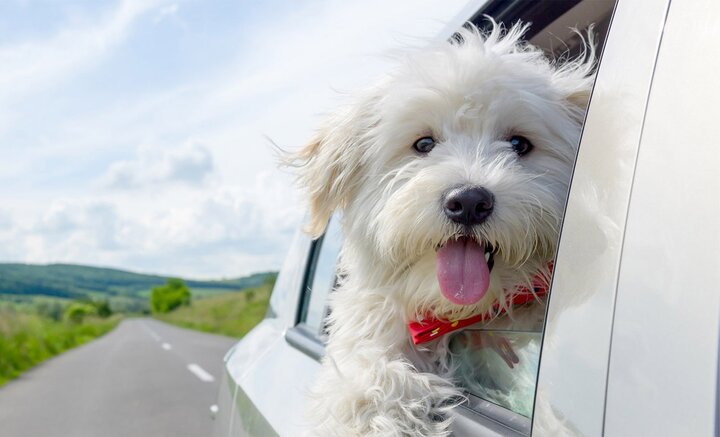 Pet-Friendly Resort in Jim Corbett - The Roar Resort