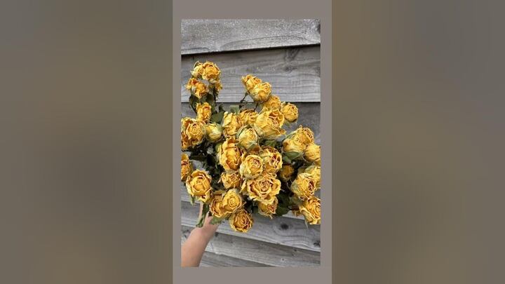Real Roses, Dried to Last – The Perfect Valentine’s Day Surprise