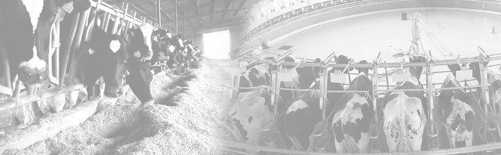 Parallel Milking Parlor - Vansun Milking