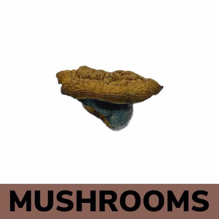 Gold Member | Buy Mushrooms Online | Order Now
