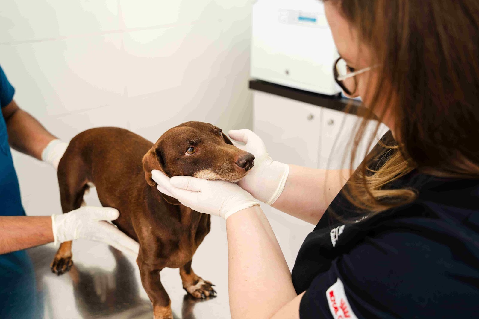 At Home Vet Services for Anxious Pets